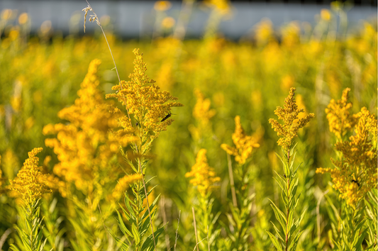 Goldenrod