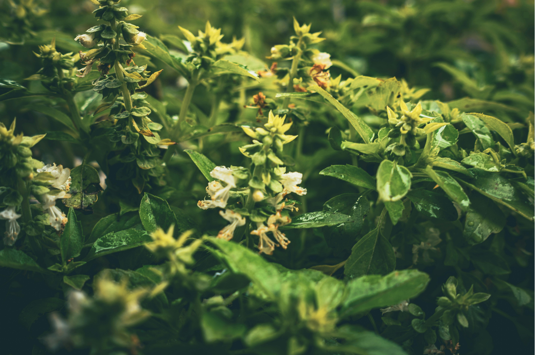 Holy Basil