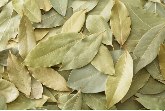Bay Laurel