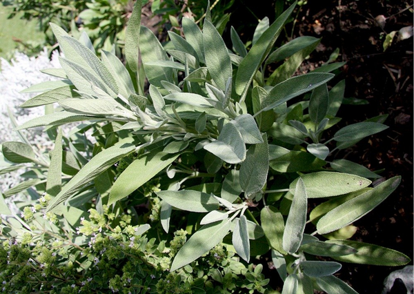Clary Sage