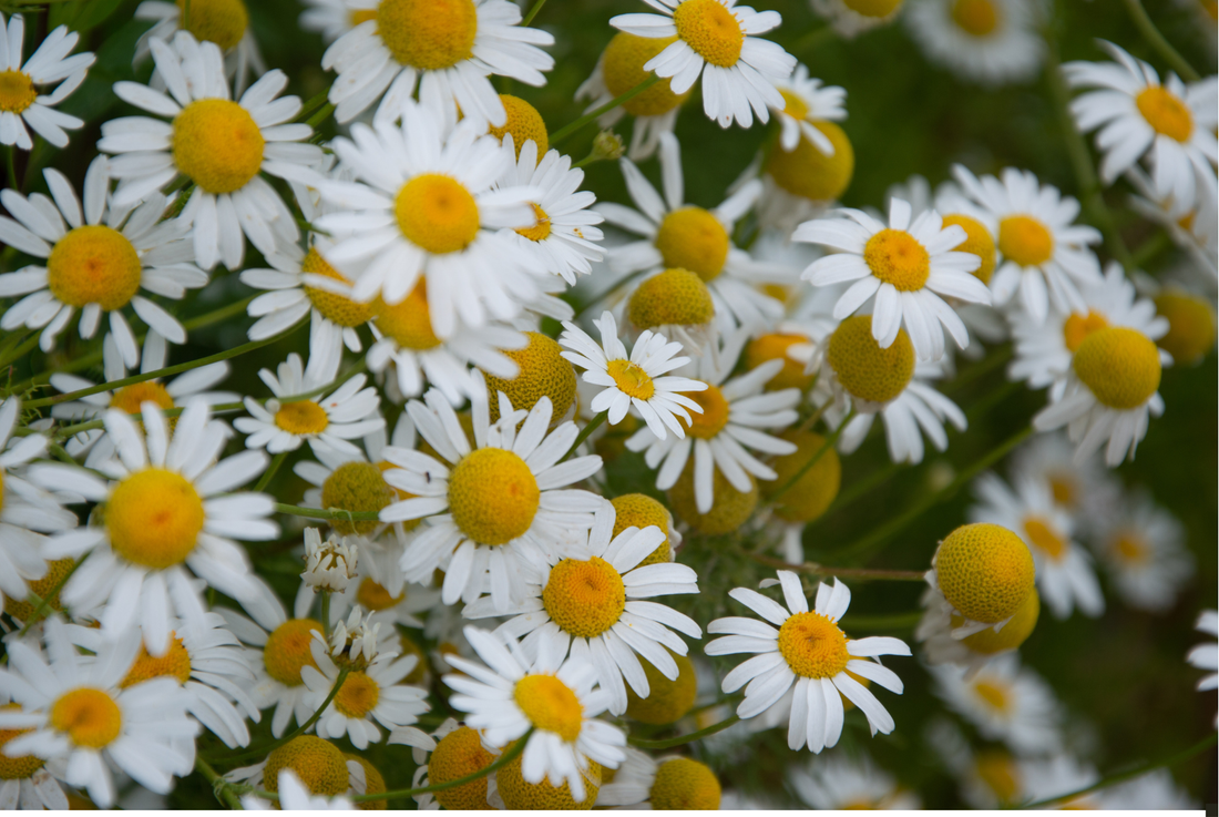 Chamomile