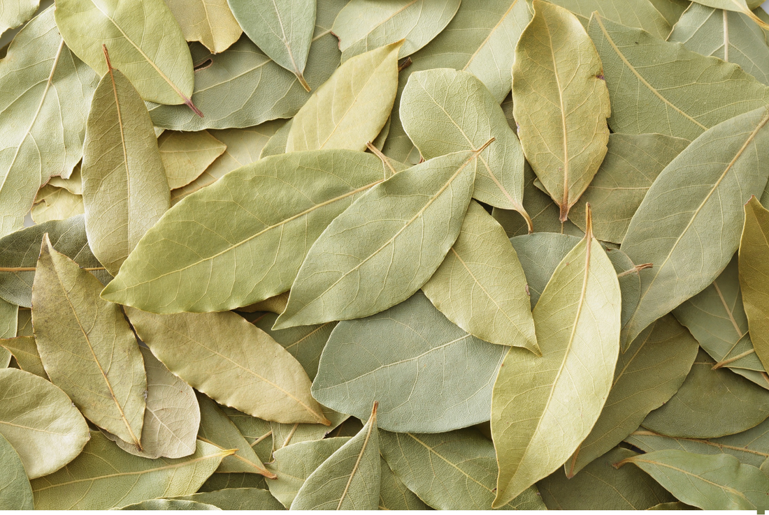 Bay Laurel