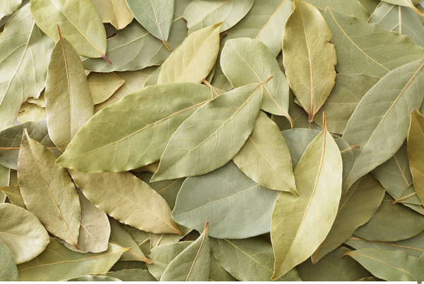 Bay Laurel